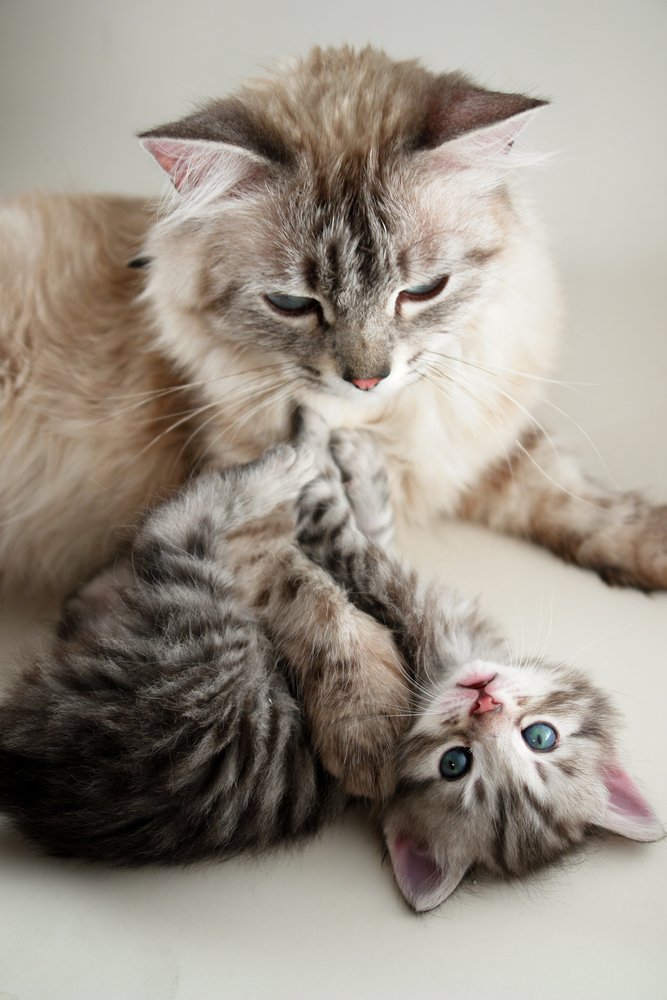 SASH Cat and Kitten