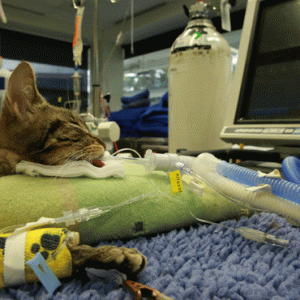 SASH cat under critical care