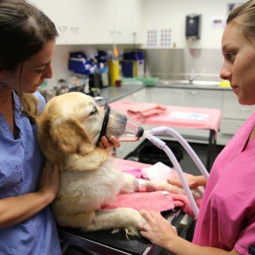 Dog Undergoing Veterinary Anaesthesia