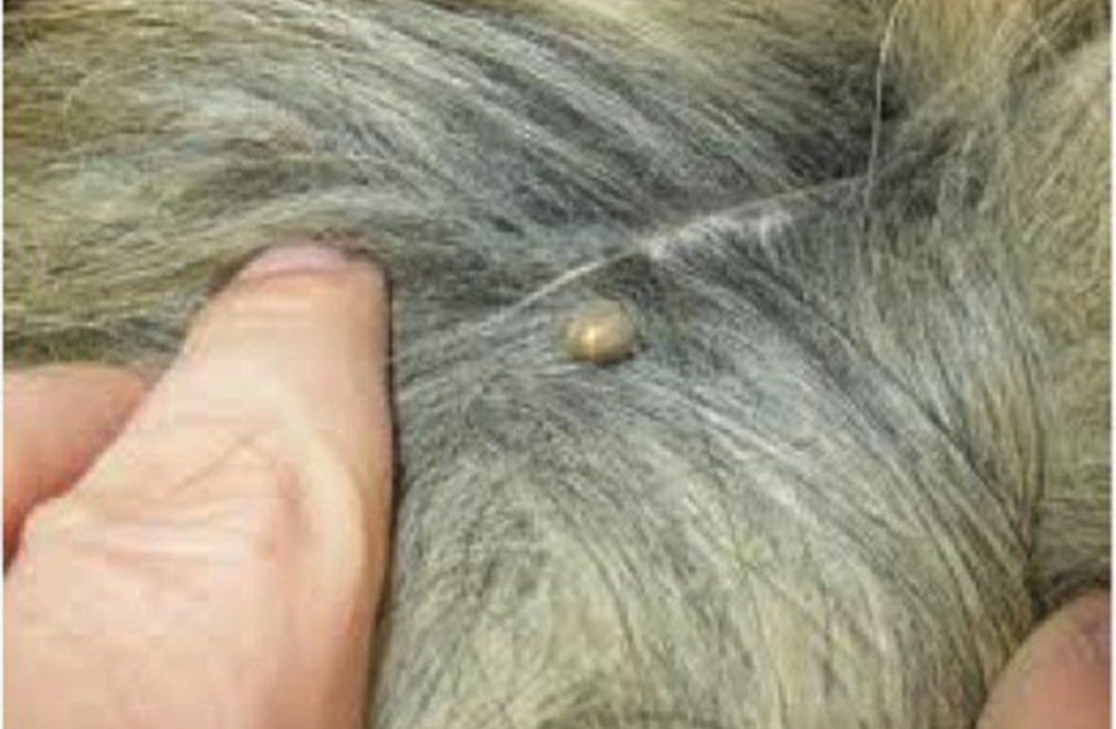 Tick Head In Cat toxoplasmosis