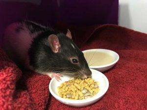A rat being fed during a veterinary visit