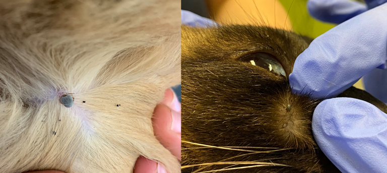 ticks on dog cat