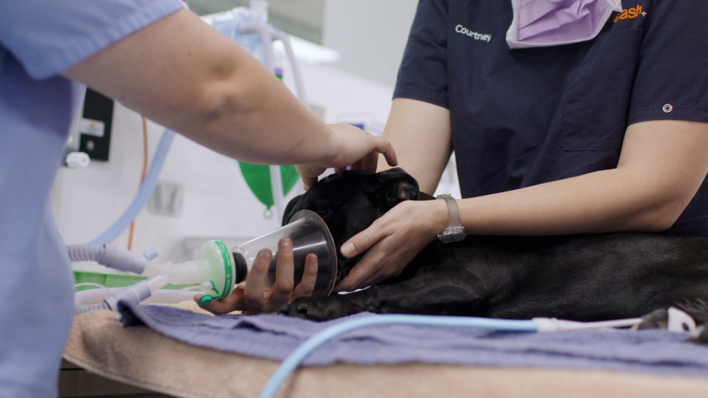 dog receiving anaesthesia at SASH