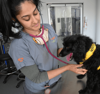 SASH Nurse checking the dog