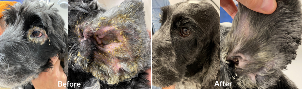 before and after of dog at SASH dermatology