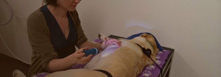 dog dermatologist treating dog