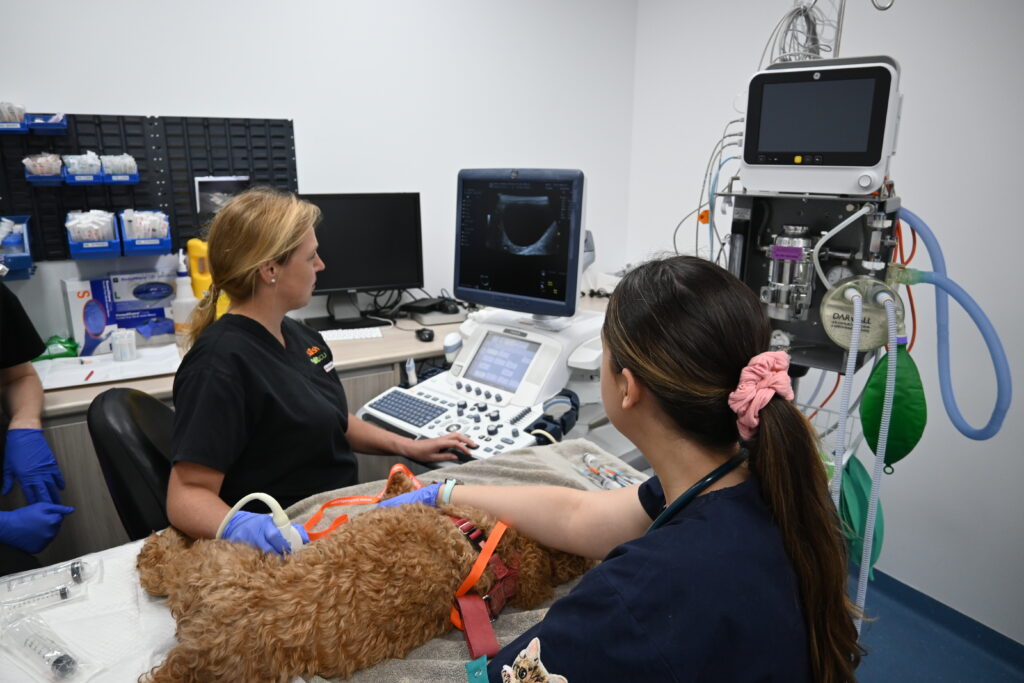 vet doing ultrasound for internal medicine case