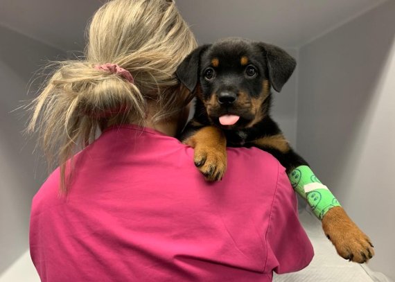 Vet Nurse holding Puppy