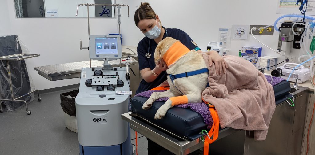 Sash Vets doctor treating a dog