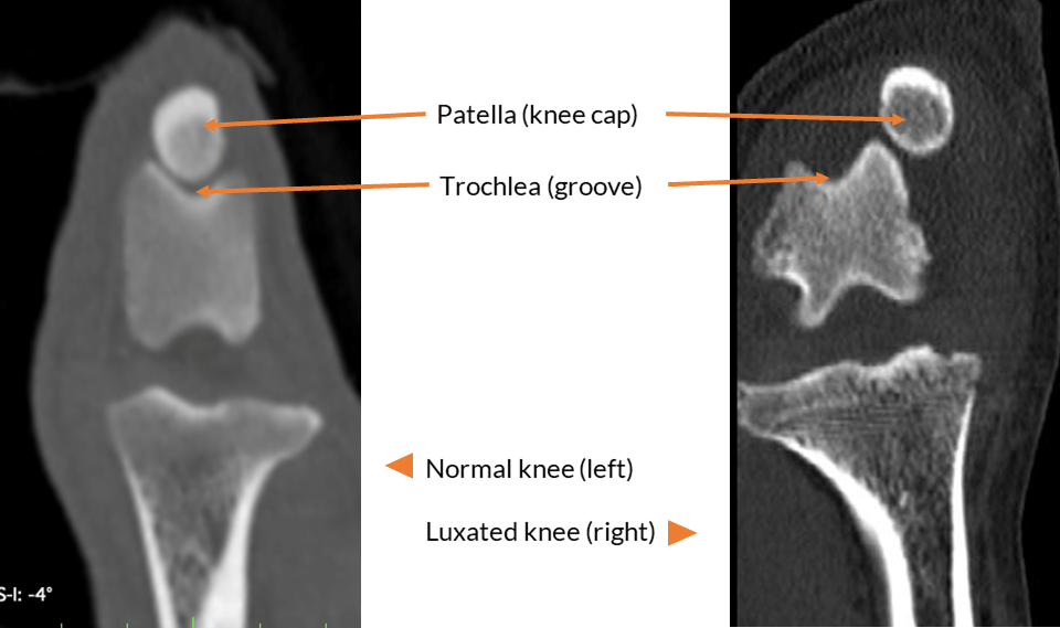 CT scan of patella luxation in dog