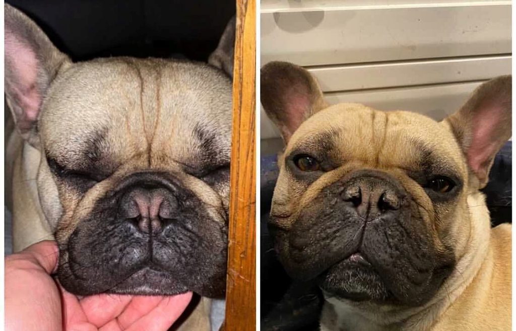 how much does french bulldog breathing surgery cost?