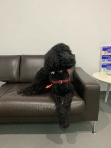 a canine blood donor Cooper