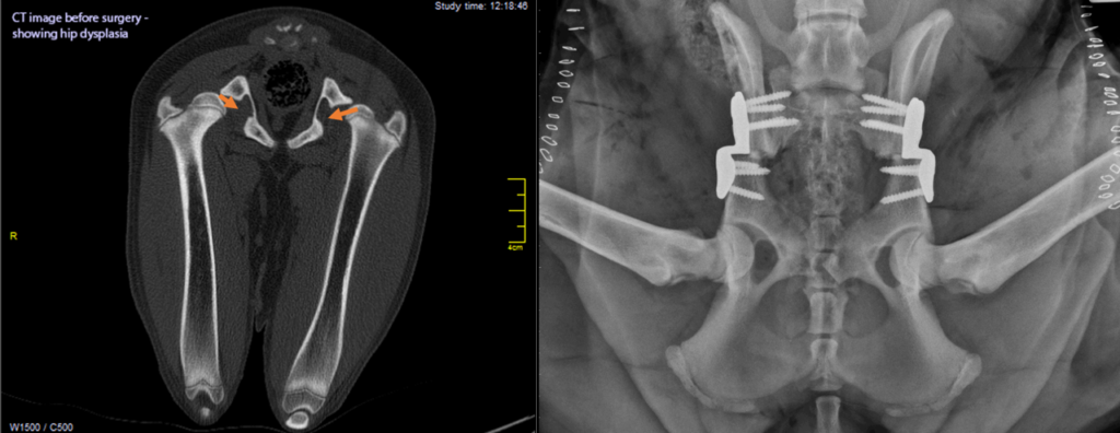 scans showing before and after of dog hip dysplasia surgery