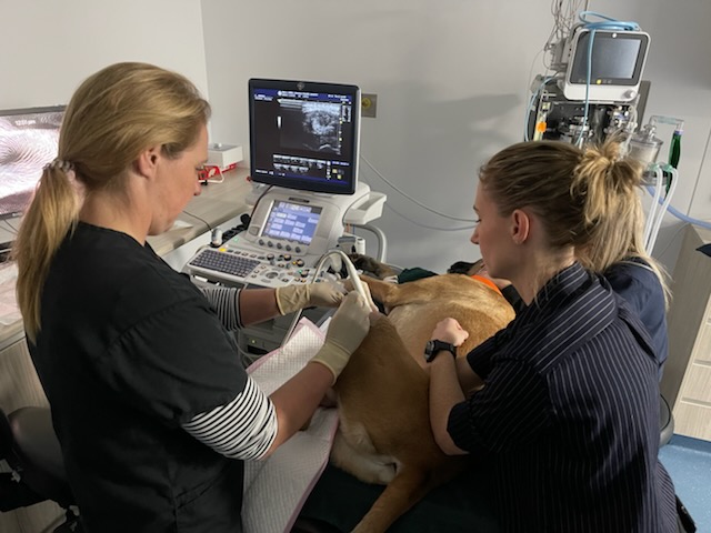 Vet giving PRP treatment for osteoarthritis to a dog