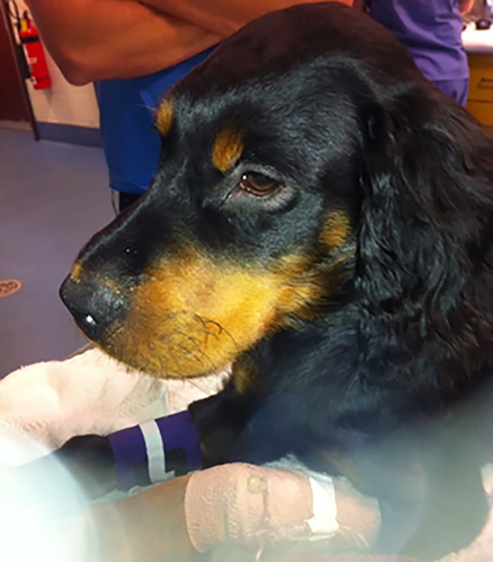 anaphylaxis dog after treatment