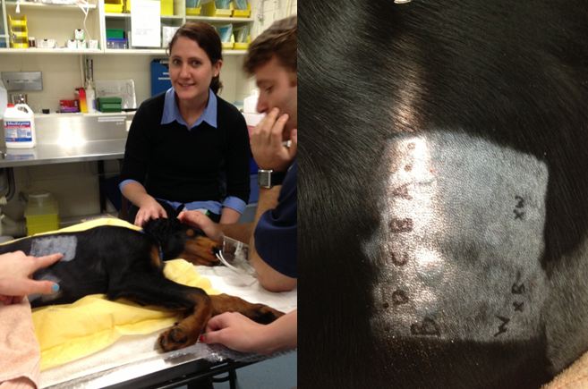 anaphylaxis in dogs allergy test