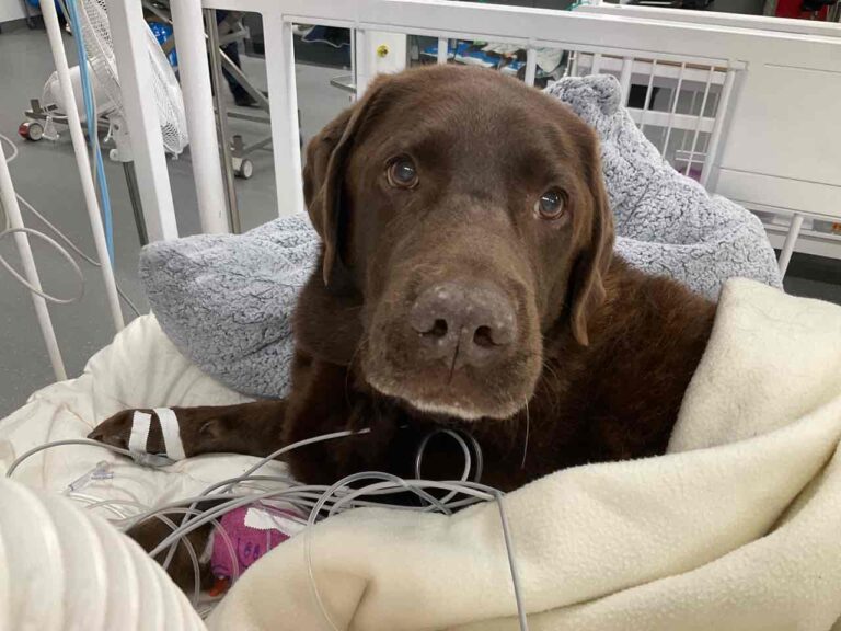 Picture of chocolate Labrador dog in SASH ICU