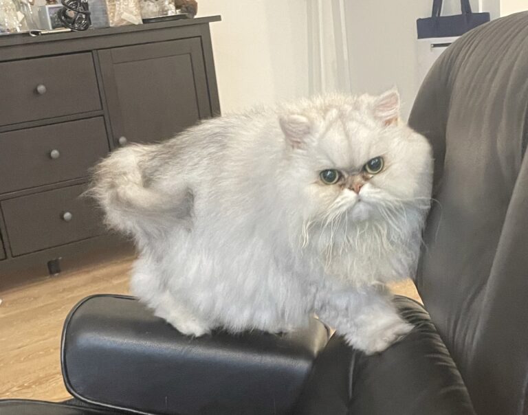 Sookie the Persian Cat 12 months post Radiation Treatment