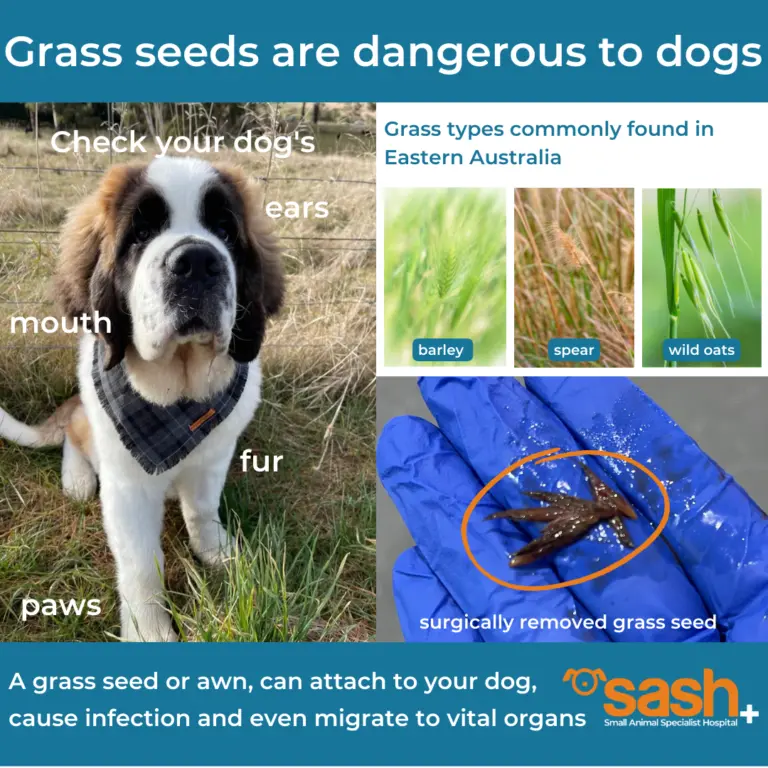 types of grass seeds in dogs