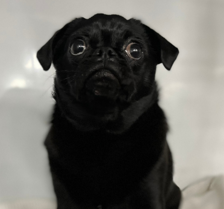Zimi the pug had cystoscopic-guided laser ablation for ectopic ureters at SASH