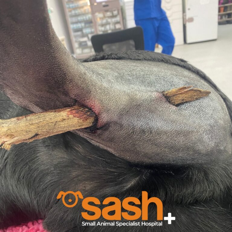 Stick injury in dog back leg at SASH