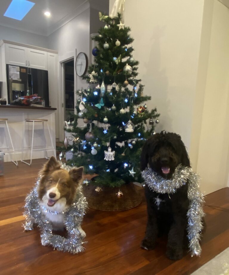 Nahla and Loki in front of a Christmas tree