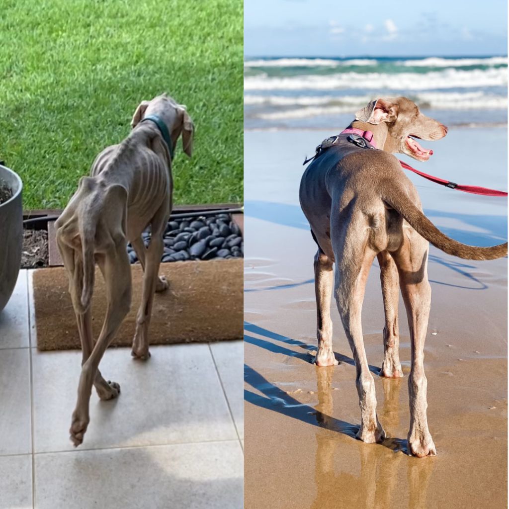 dog with chronic IBD before and after treatment
