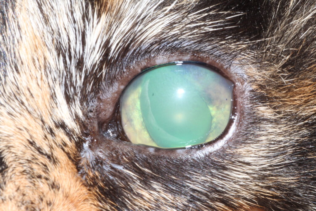 Image of Glaucoma symptoms in a cats eye SASH