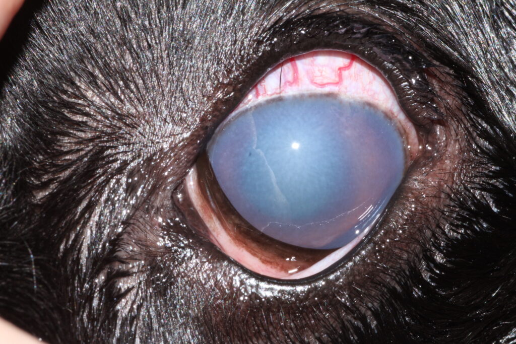 symptoms of glaucoma in a dogs eye SASH ophthalmology