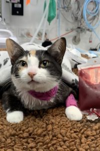 feline blood donor Nina