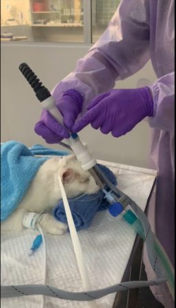 performing electrochemotherapy on cat